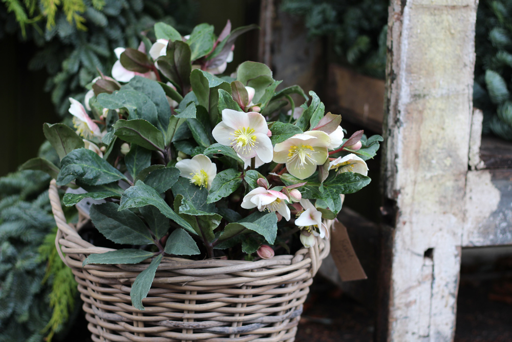 Hellebores give your home a classic look