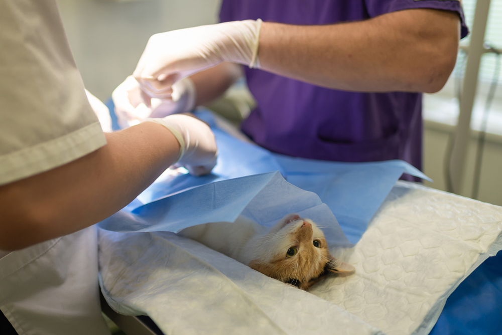 Veterinary nurses are not trainee vets – they are a profession in their own right. PHOTO: Arvydas Lakacauskas/Pixabay