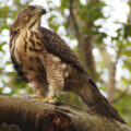 Only about 400 breeding pairs of goshawks are left in the UK