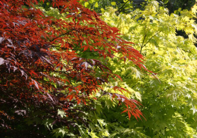 Japanese Acers growing in the shade