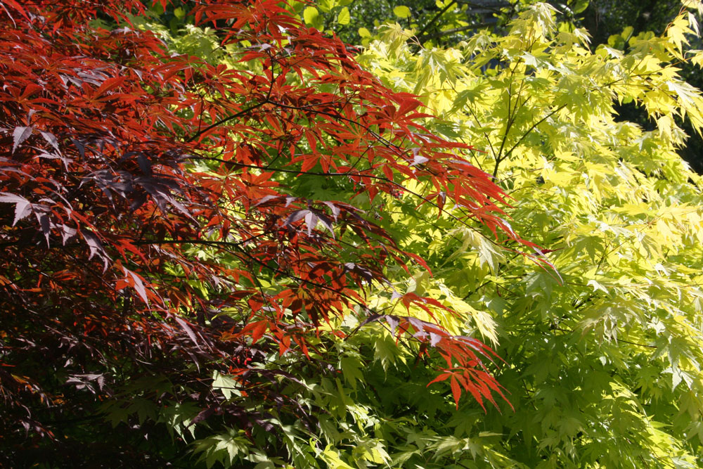 Japanese Acers growing in the shade