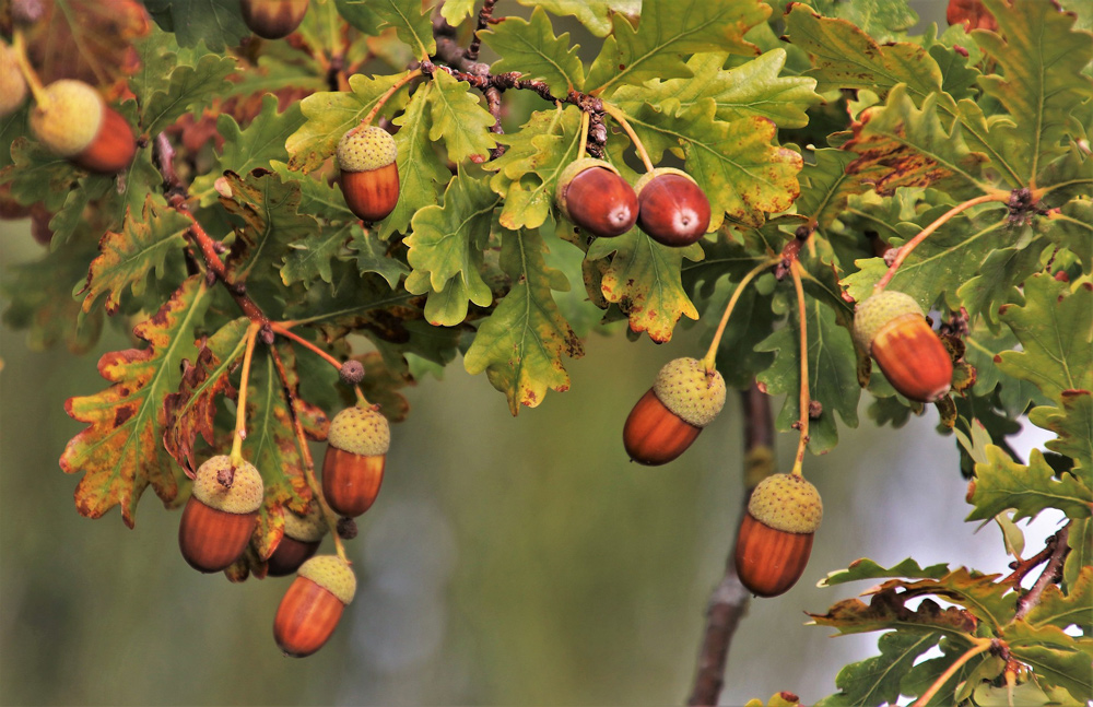Acorns, now abundant on oak trees, pose a risk to cows, sheep, goats and deer PHOTO: Julita/Pixabay