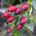 Rosehip is known for its high vitamin C and anti-inflammatory properties