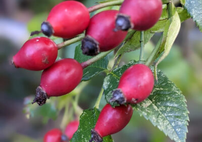 Rosehip is known for its high vitamin C and anti-inflammatory properties