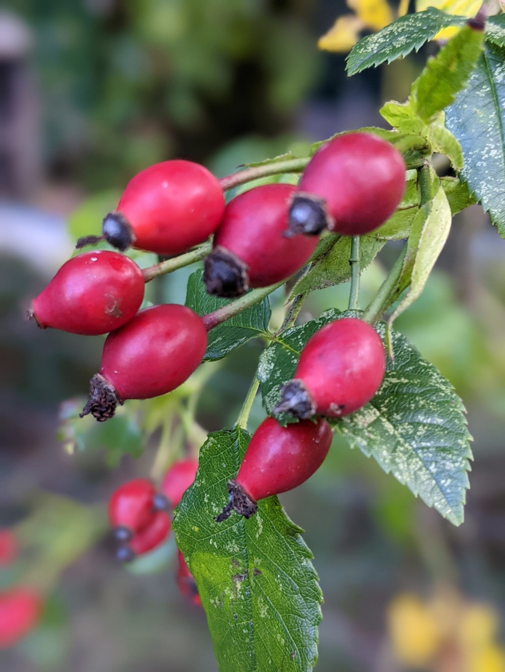 Rosehip is known for its high vitamin C and anti-inflammatory properties