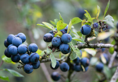 Sloes