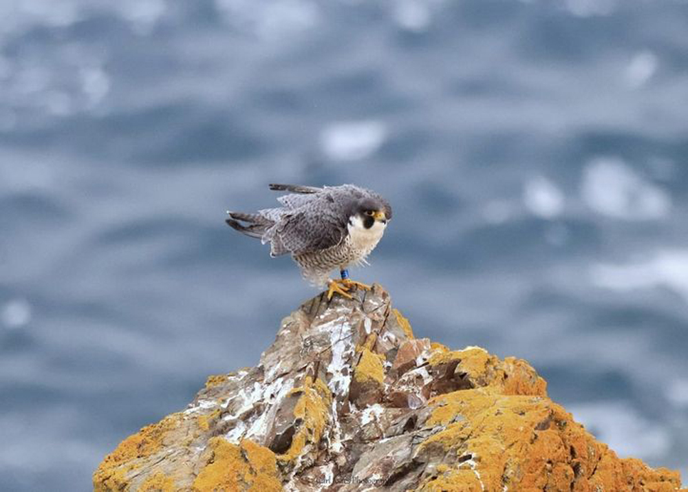 Osmund, another of the Cathedral’s falcons was spotted in Guernsey, photo by Carl Jones