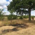 Burnt grass near Green Lane Wood Credit: WWT
