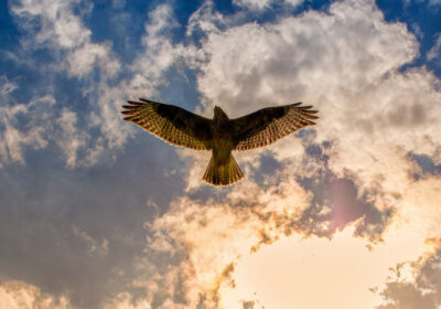 Buzzard. Credit: Pixabay