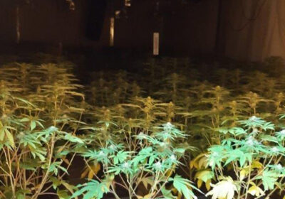 An estimated 500 plants were found at the scene Picture: Wiltshire Police