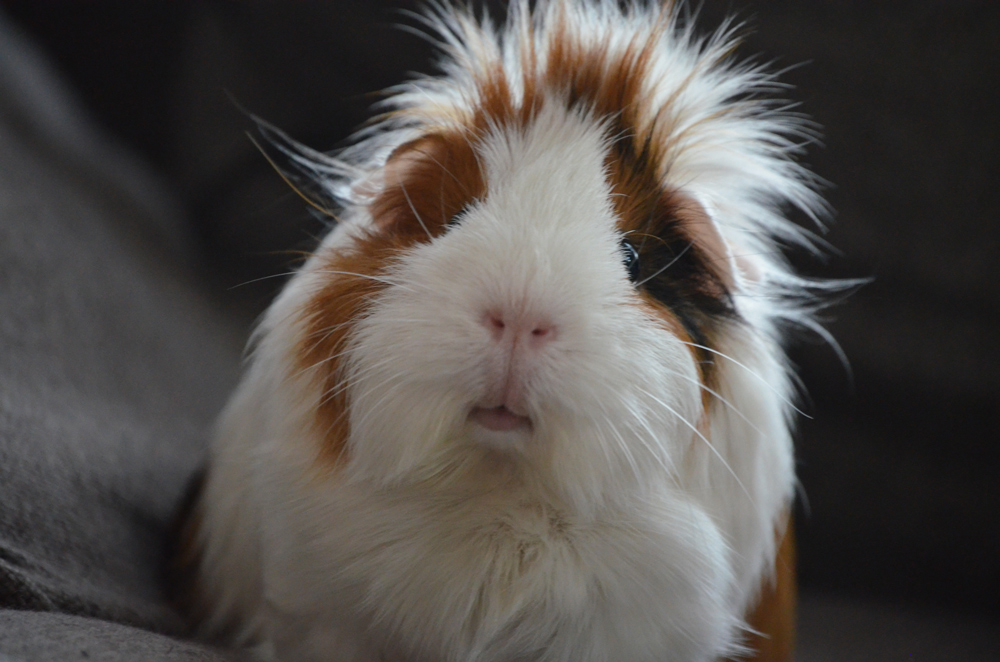 Guinea pigs do not like the cold Credit: Karlijn Prot