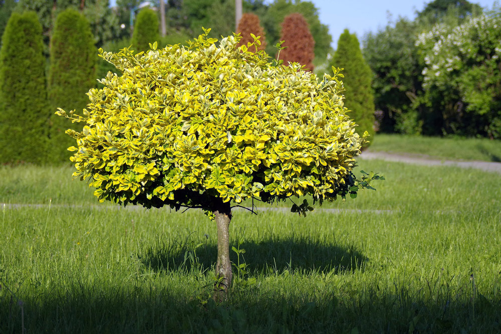 New trees are set to be planted across Wiltshire Picture: Pixabay