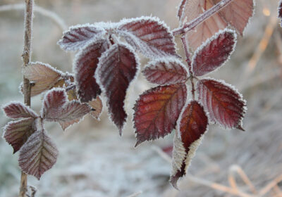 Frosted leaves