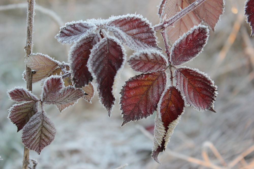 Frosted leaves