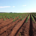 Farming potato field