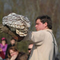 Head falconer ‘James’ flying Snowy Owl