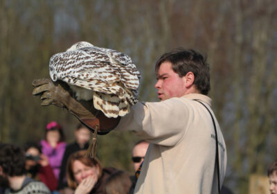 Head falconer ‘James’ flying Snowy Owl