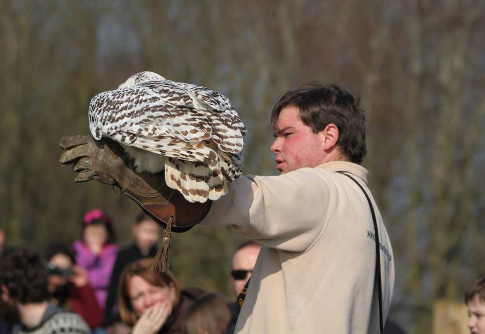 Head falconer ‘James’ flying Snowy Owl