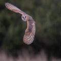 Nola, the Barn owl in full flight