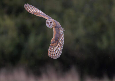Nola, the Barn owl in full flight