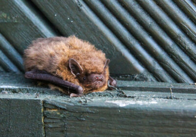 Above: A pipistrelle bat Credit: Denley PhotographyUnsplash