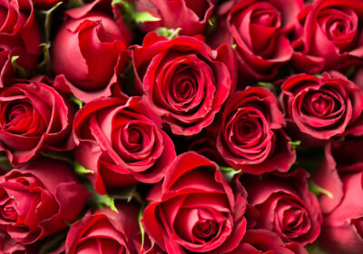 Red Roses