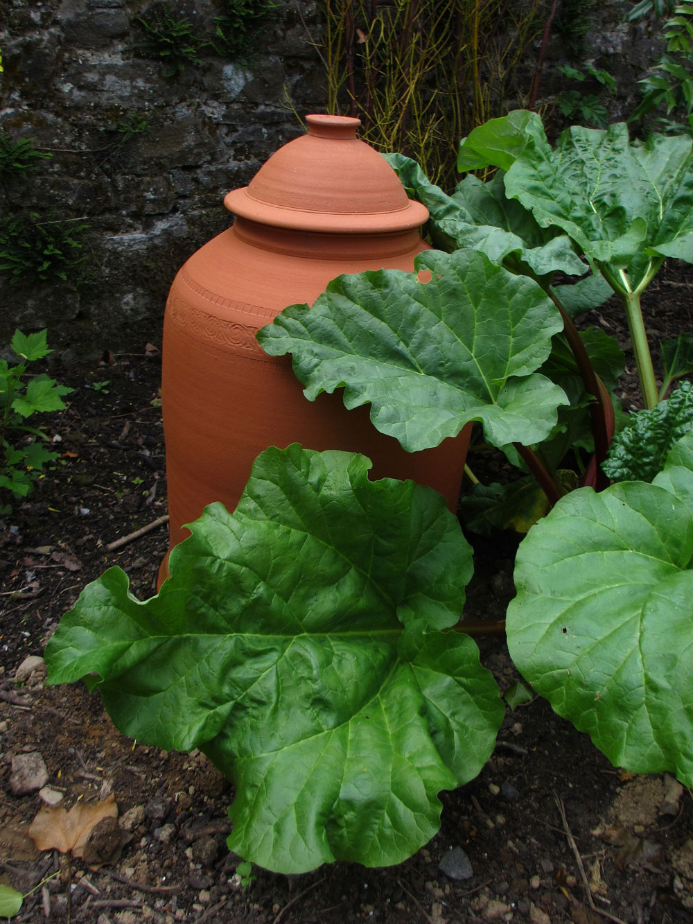 Use a forcer to accelerate rhubarb growth