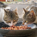 Cats digestive systems are designed to process protein and nutrients from a predominantly meat-based diet