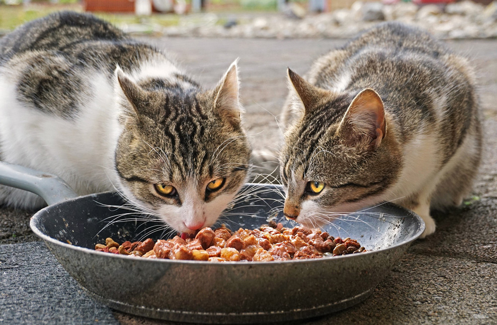 Cats digestive systems are designed to process protein and nutrients from a predominantly meat-based diet