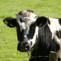 Bovine TB vaccine has moved a step closer. Photo of a cow