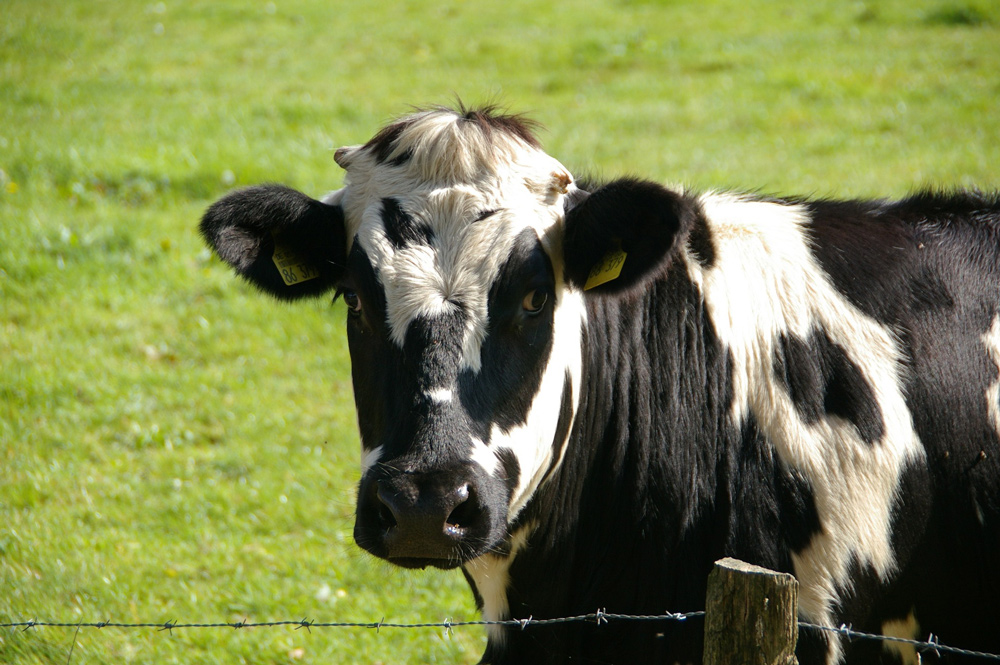 Bovine TB vaccine has moved a step closer. Photo of a cow