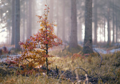 Small tree growing in the forest