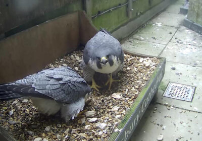 Salisbury Peregrines