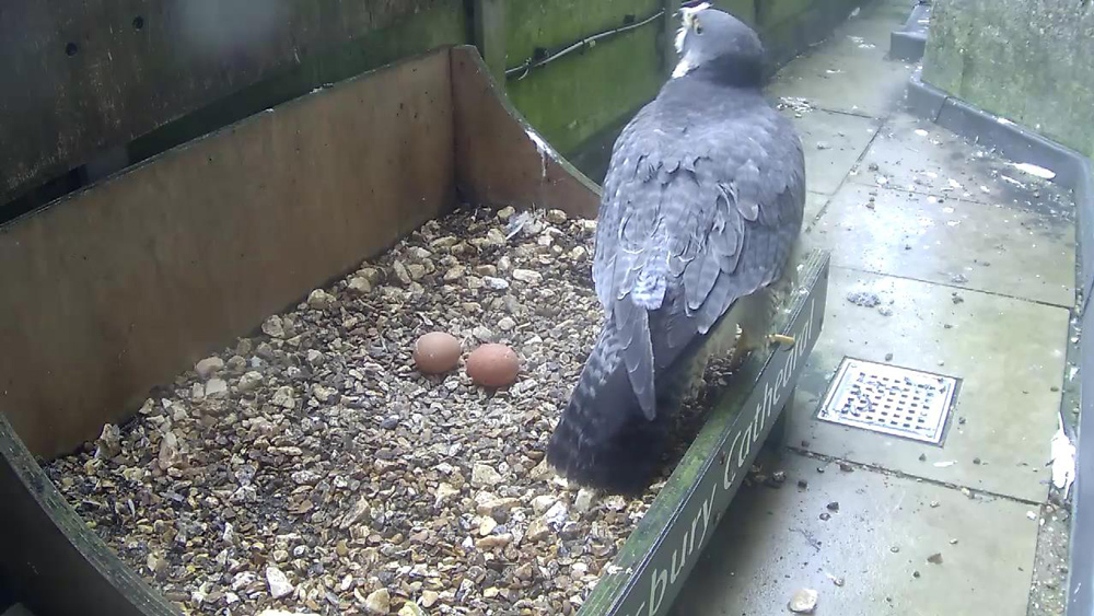 2023-03-20-06-45-female-with-two-eggs