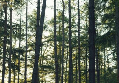 Rebecca Campbell/ Unsplash