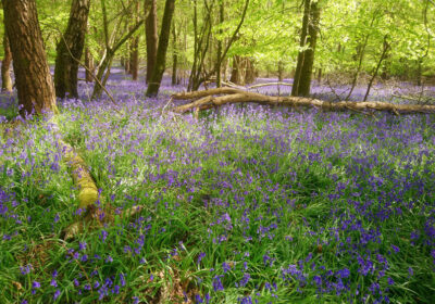 Chris Fry Wiltshire woodland