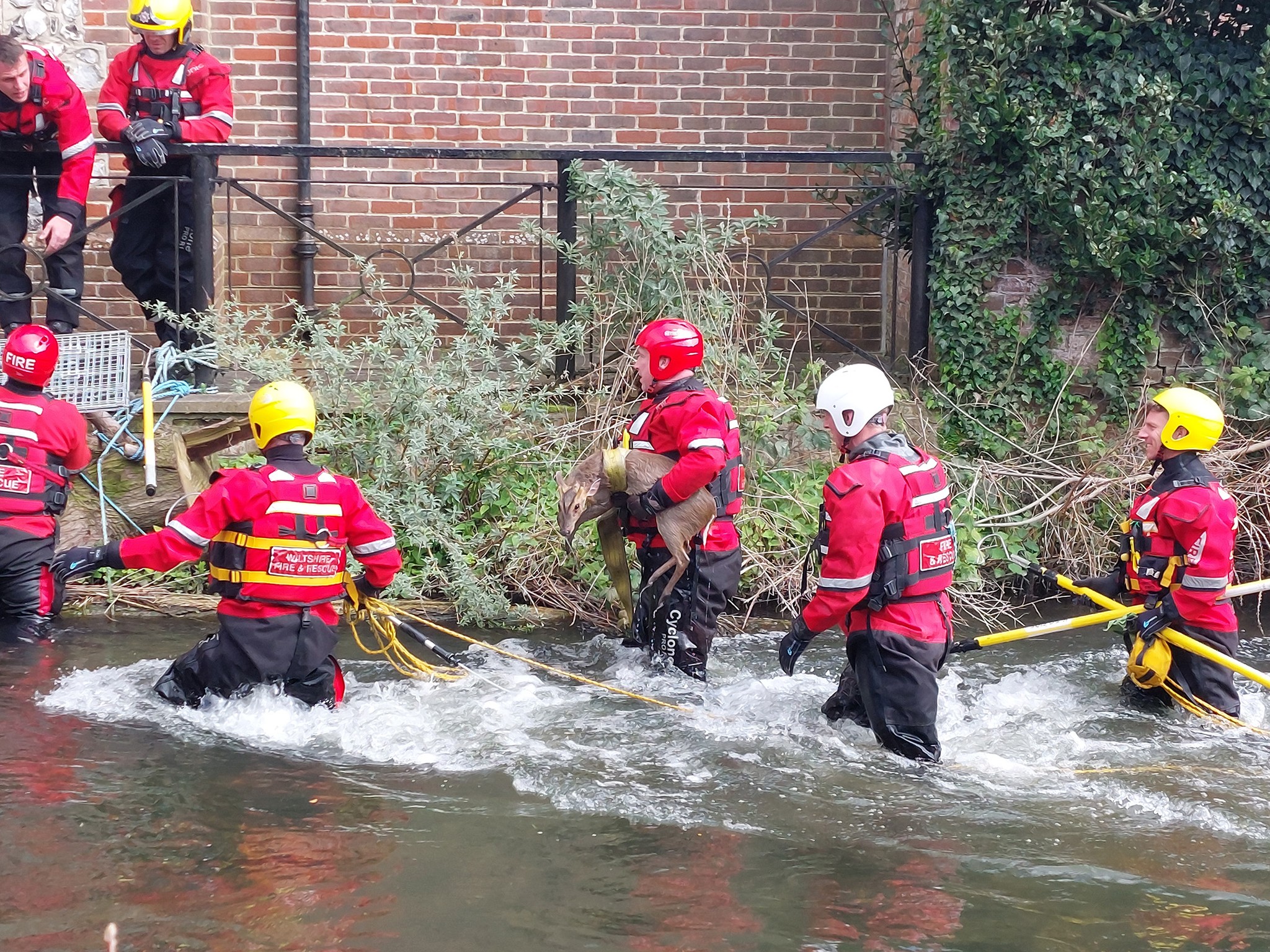 Firefighters from Poole and Salisbury rescued the fawn on Wednesday afternoon. Pictures: DWFRS
