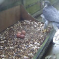 Peregrine and Four Eggs