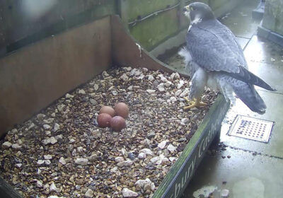 Peregrine and Four Eggs