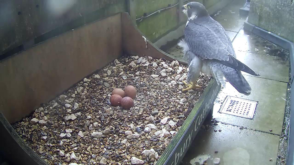 Peregrine and Four Eggs