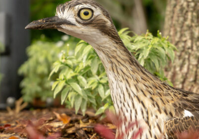 Stone Curlew