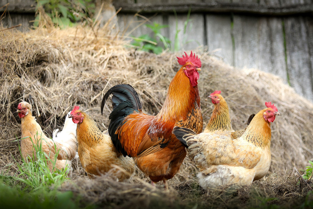 A REDUCTION in bird flu levels means poultry and other captive birds will no longer need to be housed and can be kept outside, unless they are in a Protection Zone.