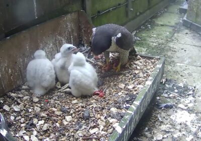 Three chicks are doing well at Salisbury Cathedral this year. Picture: Salisbury Cathedral