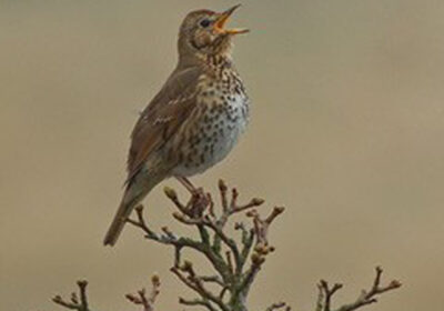 An early morning stroll with wildlife expert Peter Thompson around the fields and woodland of Barford St Martin will help people to recognise the tunes of local wild birds such as the song thrush (pictured), which has a very distinctive loud song. Picture credit: Peter Thompson