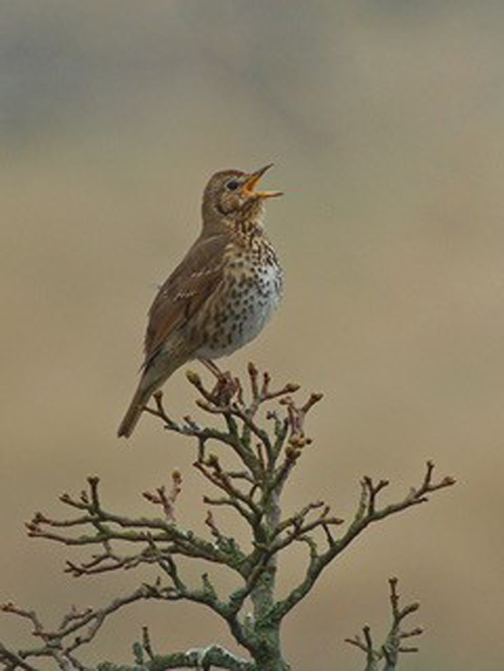 An early morning stroll with wildlife expert Peter Thompson around the fields and woodland of Barford St Martin will help people to recognise the tunes of local wild birds such as the song thrush (pictured), which has a very distinctive loud song. Picture credit: Peter Thompson