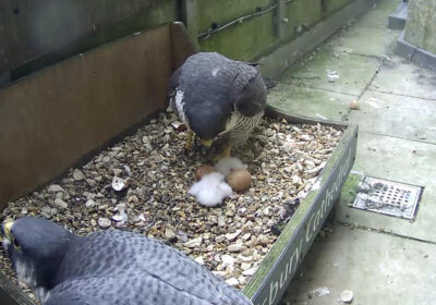 A still from the live video stream showing the first two chicks having hatched and awaiting the arrival of their siblings