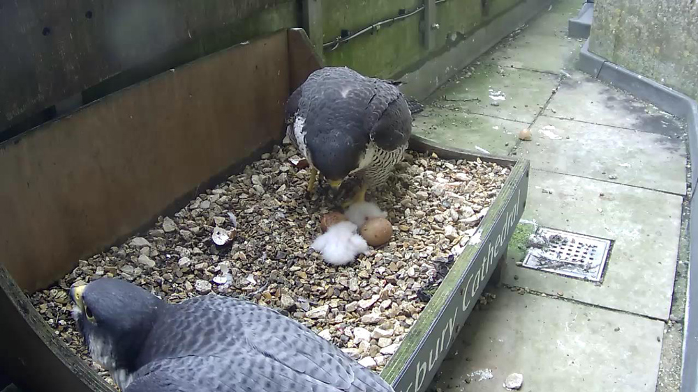 A still from the live video stream showing the first two chicks having hatched and awaiting the arrival of their siblings