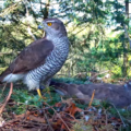The nest cam aims to give people an insight into the behaviour of the elusive goshawks. Picture: Forestry England