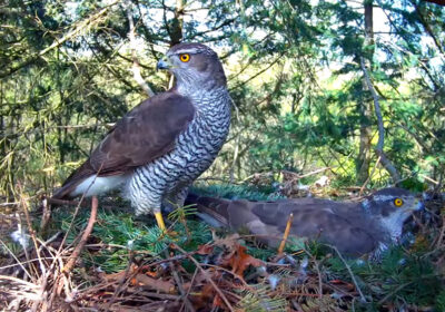 Goshawk nest cam New Forest Credit Forestry England.png