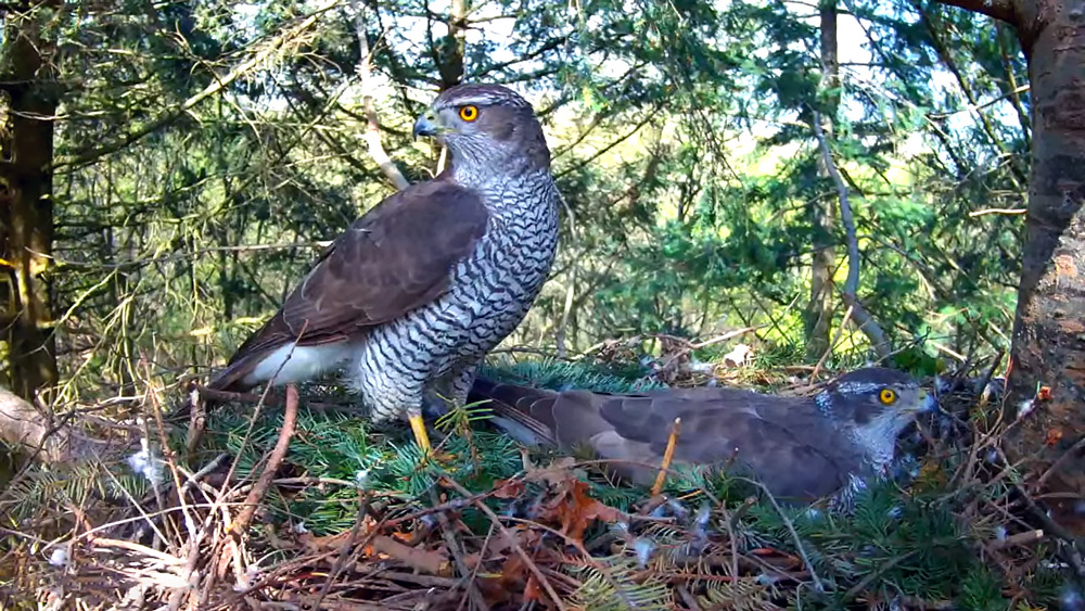 Goshawk nest cam New Forest Credit Forestry England.png